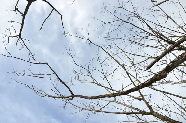 Rami Secchi Grande Albero Con Sfondo Cielo Blu — Foto Stock