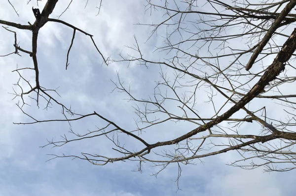 青い空を背景に大きな木の枝を乾燥 — ストック写真