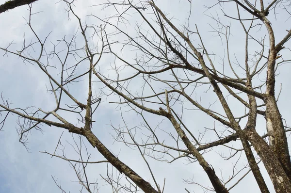 Сушені Гілки Великому Дереві Синім Фоном Неба — стокове фото