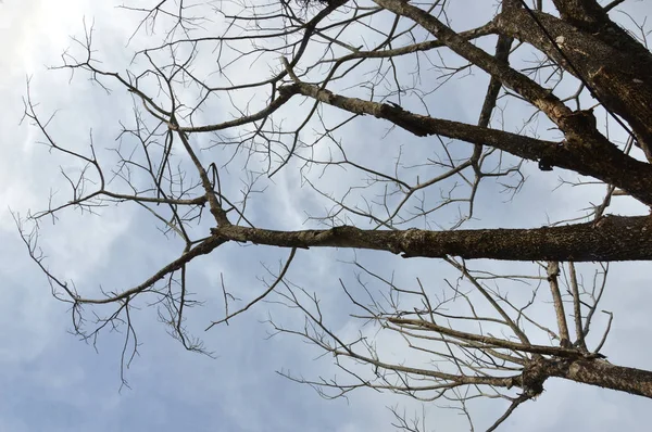 Torkade Grenar Ett Stort Träd Med Blå Himmel Bakgrund — Stockfoto