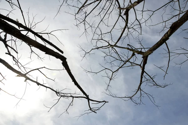 Torkade Grenar Ett Stort Träd Med Blå Himmel Bakgrund — Stockfoto