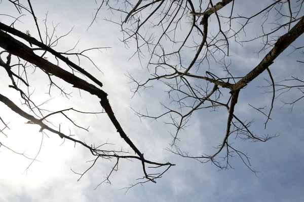 Rami Secchi Grande Albero Con Sfondo Cielo Blu — Foto Stock