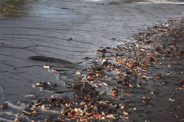 kirliliği talaş Tarakan Endonezya Tanjung Batu sahilde