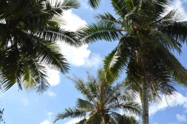 Hindistan cevizi ağacı agaist mavi gökyüzü