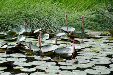 Lotus gölet çiçek olmamıştır