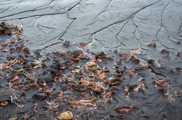 Umweltverschmutzung Sägemehl Strand Von Tanjung Batu Tarakan Indonesien — Stockfoto