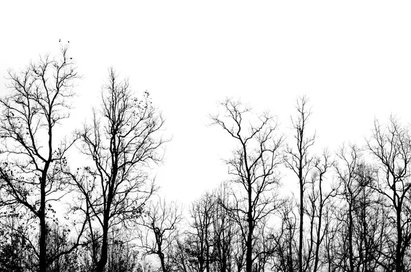 Silhueta Árvores Com Folhas Secas — Fotografia de Stock