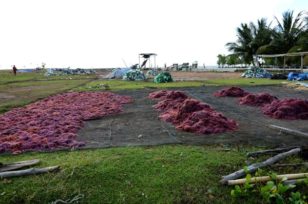 Seaweed Drying Process — Stock Photo, Image