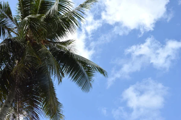 Coconut Tree Agaist Blue Sky — Stock Photo, Image