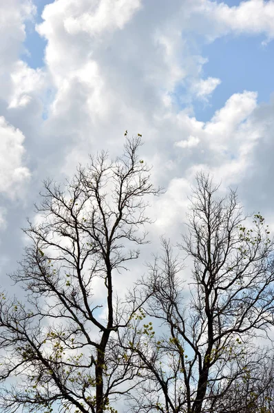 Rami Secchi Grande Albero Con Sfondo Cielo Blu — Foto Stock