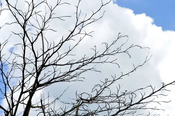 Rami Secchi Grande Albero Con Sfondo Cielo Blu — Foto Stock