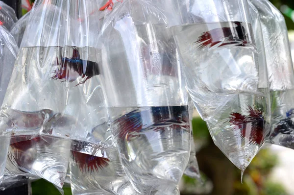 Pesce Intarsiato Nella Vendita Dettaglio Plastica — Foto Stock