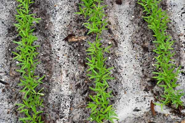 Traditional Plantations Plants Starting Grow — Stock Photo, Image