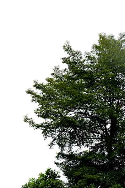 Большое Дерево Фоне Голубого Неба — стоковое фото