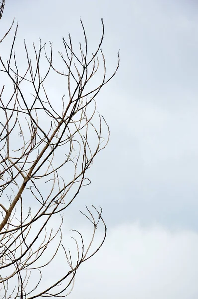 Сушені Гілки Великому Дереві Синім Фоном Неба — стокове фото