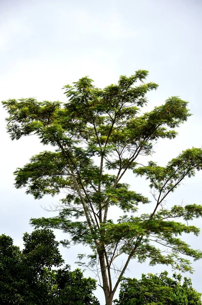 Большое Дерево Фоне Голубого Неба — стоковое фото