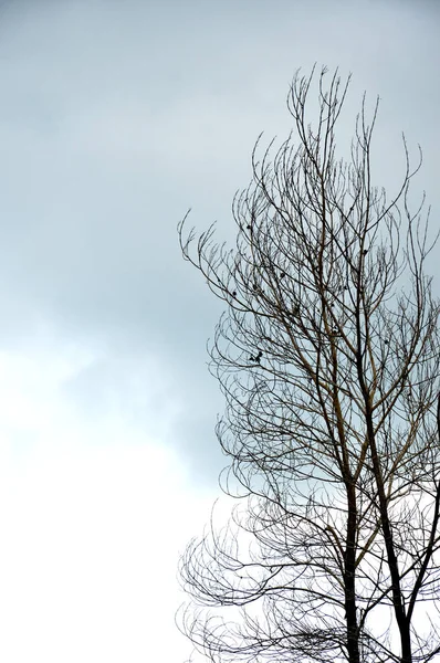 Torkade Grenar Ett Stort Träd Med Blå Himmel Bakgrund — Stockfoto