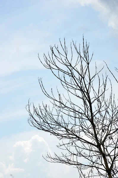 Dried Branches Big Tree Blue Sky Background — Stock Photo, Image