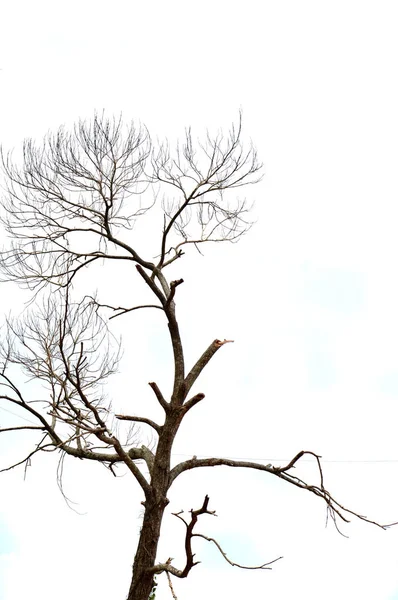 Rami Secchi Grande Albero Con Sfondo Cielo Blu — Foto Stock