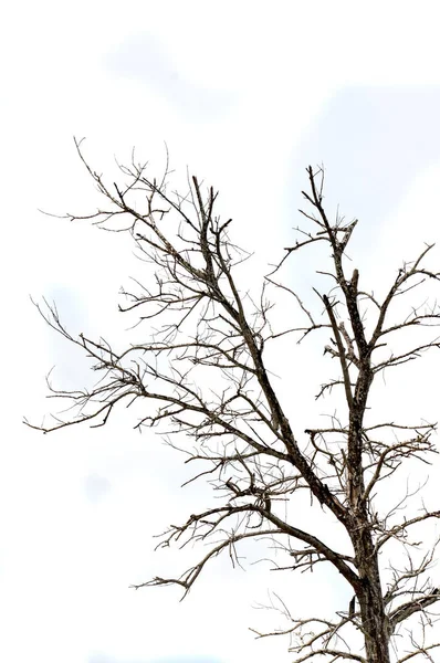 在一棵有蓝天背景的大树上的干树枝 — 图库照片