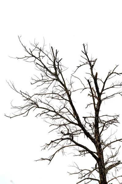 Sušené Větve Velký Strom Pozadí Modré Oblohy — Stock fotografie