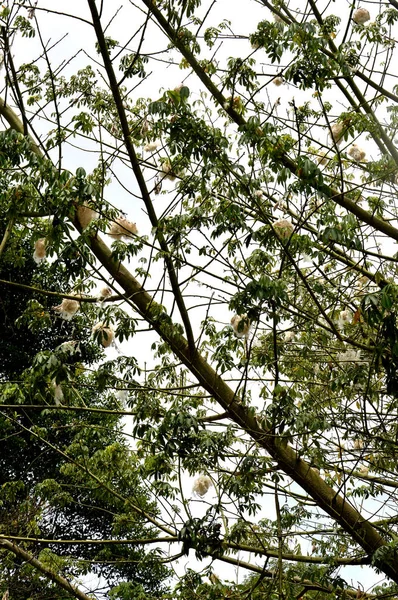 Árvore Alfarrobeira Com Fruta Madura — Fotografia de Stock