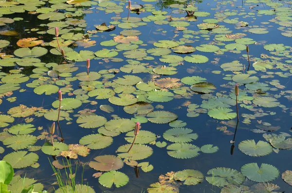 蓮の池に咲くされていません — ストック写真