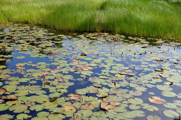 Lotus Nebyla Kvetou Rybníku — Stock fotografie