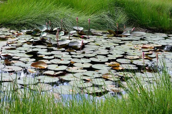 Lotus Gölet Çiçek Olmamıştır — Stok fotoğraf