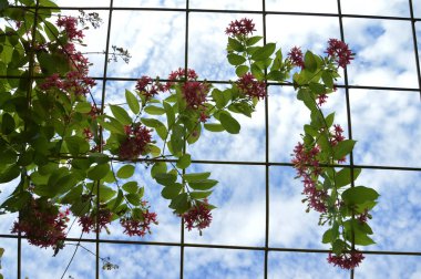 Pembe mercan asma veya Meksika sarmaşık veya zincir aşk çiçek