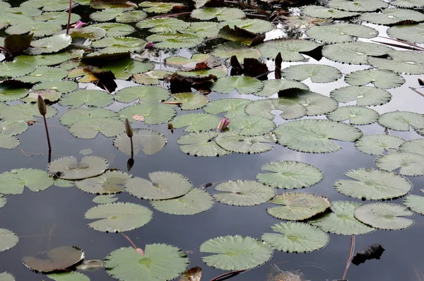 Lotus Δεν Έχει Ανθίσει Στη Λίμνη — Φωτογραφία Αρχείου