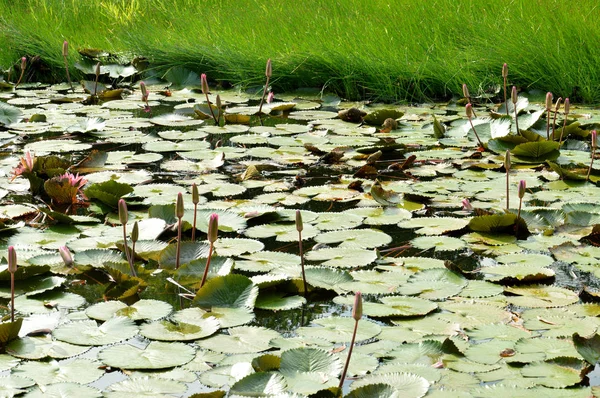 Lotus Nebyla Kvetou Rybníku — Stock fotografie
