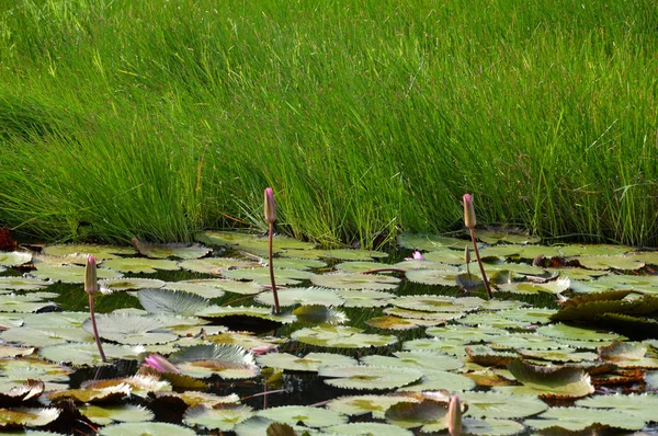Lotus Δεν Έχει Ανθίσει Στη Λίμνη — Φωτογραφία Αρχείου