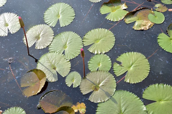 Lotus Nebyla Kvetou Rybníku — Stock fotografie