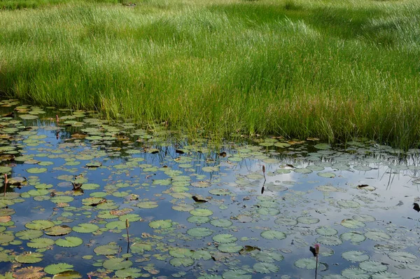 Lotus Har Inte Blommar Dammen — Stockfoto