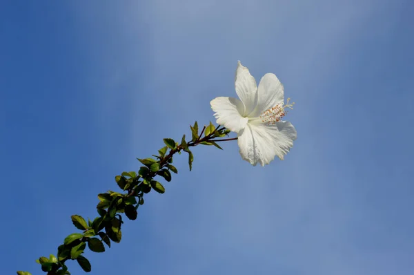 Vita Hibiscus Blomma Mot Blå Himmel — Stockfoto