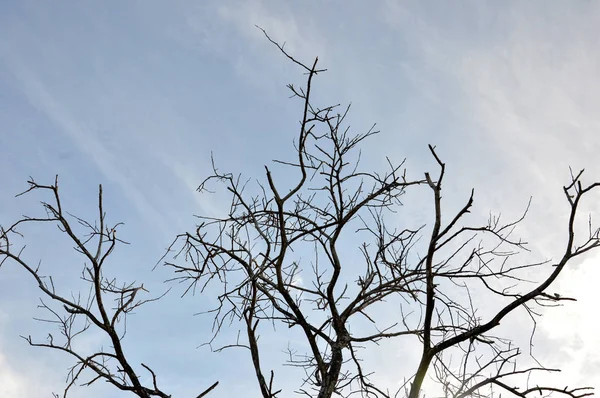 葉の多い乾燥した木のシルエット — ストック写真