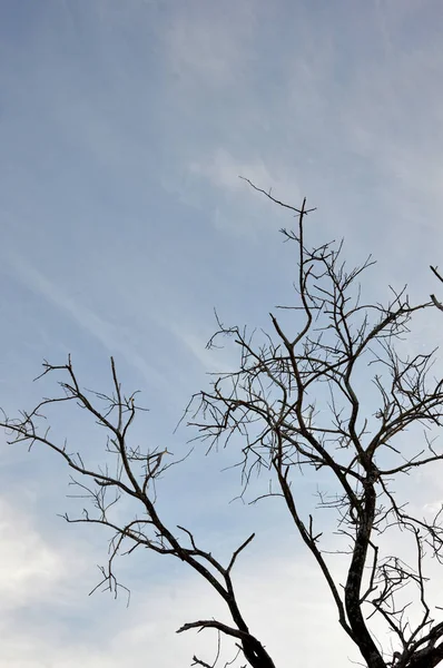 Silhouette Alberi Con Foglia Secca — Foto Stock