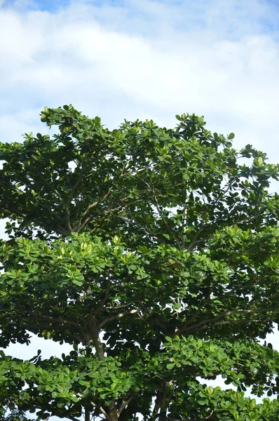 Terminalia Catappa Árbol Contra Sjy —  Fotos de Stock