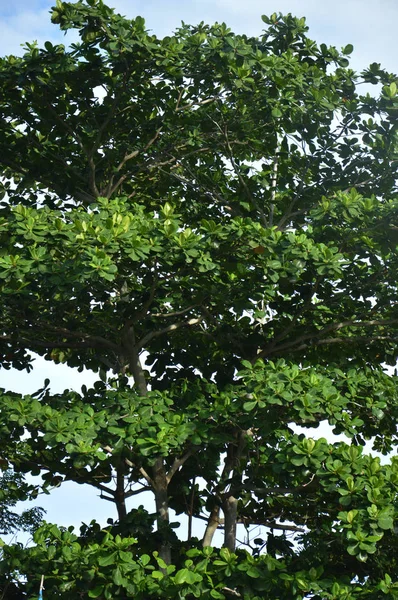 Terminalia Catappa Árbol Contra Sjy —  Fotos de Stock