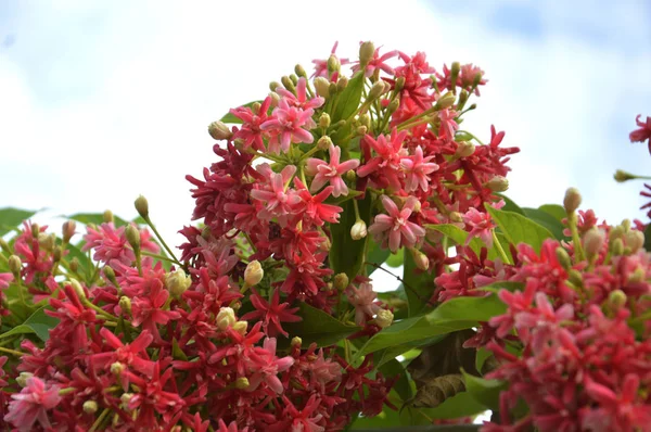 Różowy Koral Winorośli Lub Meksykański Pnącze Lub Łańcuch Miłości Kwiat — Zdjęcie stockowe