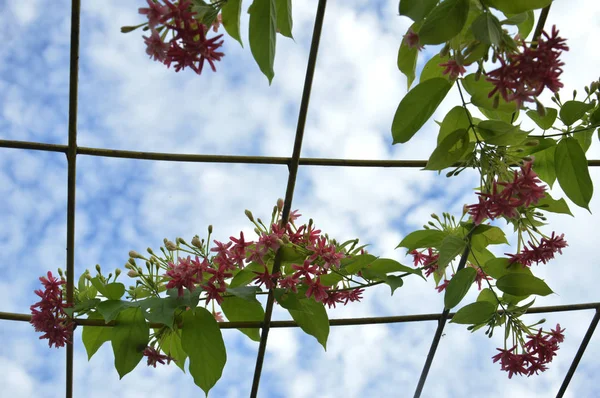 Vite Corallo Rosa Raccoglitore Messicano Catena Fiori Amore — Foto Stock