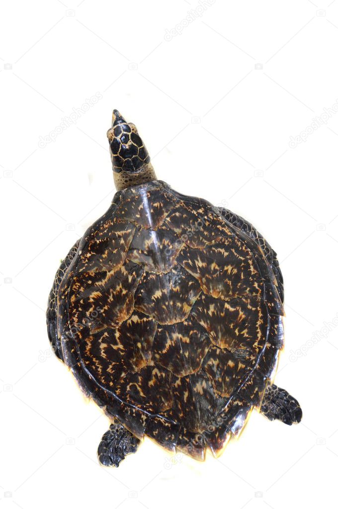 turtle preserved on the white wall
