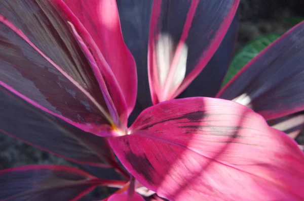 Hoja Brillante Planta Maíz Con Raya Roja Dracaena Fragrans — Foto de Stock