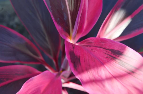 Hoja Brillante Planta Maíz Con Raya Roja Dracaena Fragrans —  Fotos de Stock