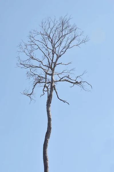 Torkade Grenar Ett Stort Träd Med Blå Himmel Bakgrund — Stockfoto