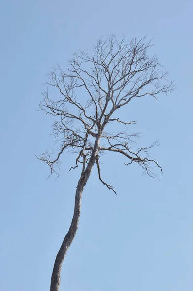 在一棵有蓝天背景的大树上的干树枝 — 图库照片