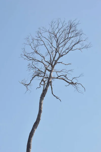 Rami Secchi Grande Albero Con Sfondo Cielo Blu — Foto Stock