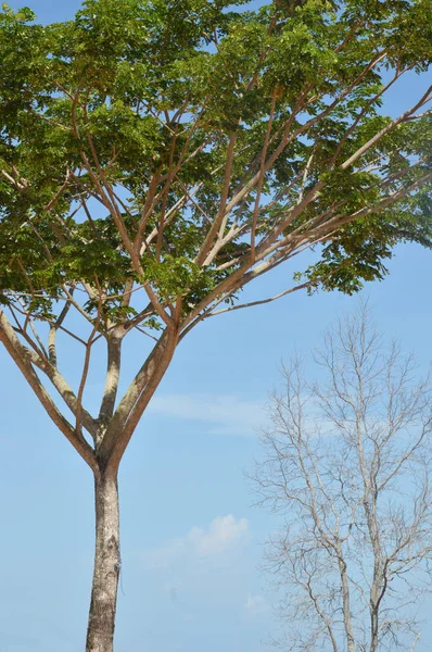 Árbol Grande Contra Cielo Azul —  Fotos de Stock