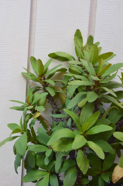 Kronan Törnen Blommor Euphorbia Milli Desmoul — Stockfoto